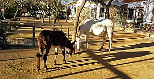 Encinar de Escardiel 0018