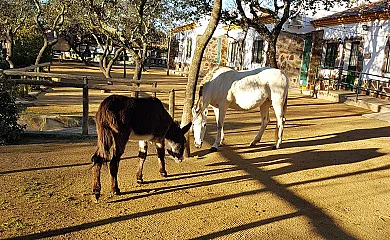 Encinar de Escardiel en Castilblanco de los Arroyos (Sevilla) - Foto 18