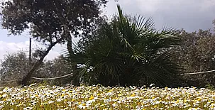 Encinar de Escardiel 0024