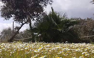 Encinar de Escardiel en Castilblanco de los Arroyos (Sevilla) - Foto 24