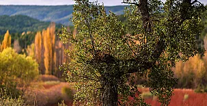 Cabañas  Llano de los Conejos 0055