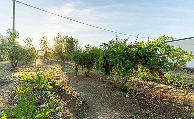 La Casa de Pepito del Villar en Fuente Palmera (Córdoba) - Foto 15