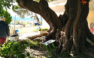 El Pansat en Albaida (Valencia) - Foto 12