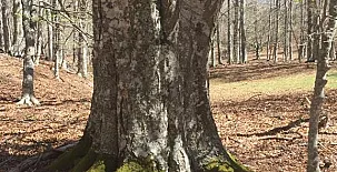 Hotel Rural Camero Viejo - Hogar Ayu Maya 004