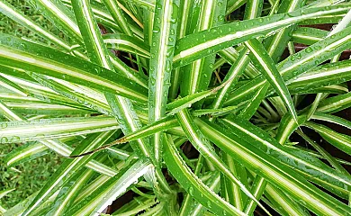 La Mallada en Ozuela (León) - Foto 13