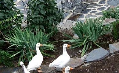 Apartamentos Rurales Las Cabezadas en Majaelrayo (Guadalajara) - Foto 18