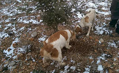 La Casa de la Estación en Estación Mora de Rubielos (Teruel) - Foto 6