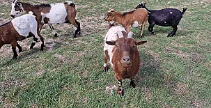 Apartamento Turístico El Granjuelo 002