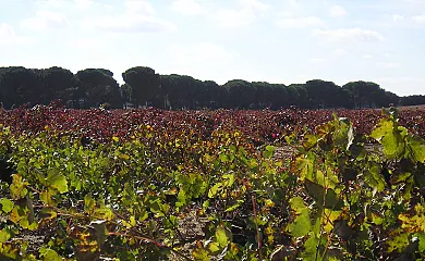 Casa Rural La Navarra Vieja en Villarrobledo (Albacete) - Foto 13
