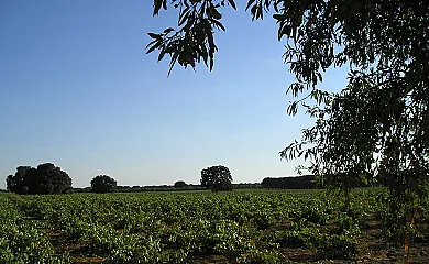 Casa Rural La Navarra Vieja en Villarrobledo (Albacete) - Foto 14