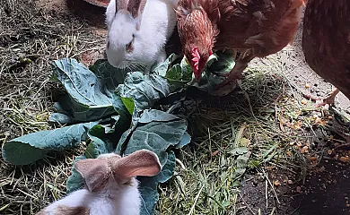 Apartamentos Bouso en Ribadeo (Lugo) - Foto 21