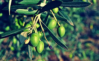 Alojamientos singulares, TIERRA DE ARTE en Sant Jordi. San Jorge (Castellón) - Foto 8