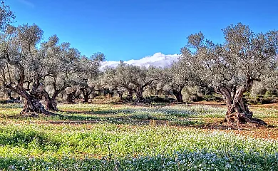 Alojamientos singulares, TIERRA DE ARTE en Sant Jordi. San Jorge (Castellón) - Foto 9