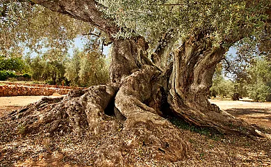 Alojamientos singulares, TIERRA DE ARTE en Sant Jordi. San Jorge (Castellón) - Foto 10