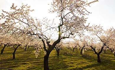 Cortijo los Pradillos en Ferez (Albacete) - Foto 9