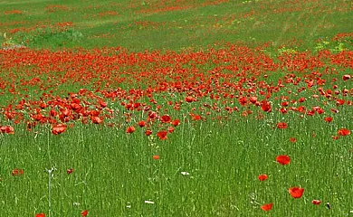 Cortijo los Pradillos en Ferez (Albacete) - Foto 10