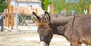 Cortijo los Pradillos 0013