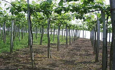 Abeta Zaharra en Getaria (Guipuzcoa) - Foto 20