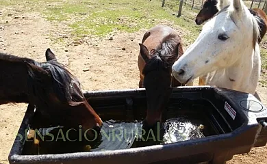 La Costa de Molló en Mollo (Girona) - Foto 9