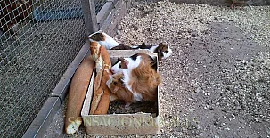 Ca n´Aleix y L'era de Cal Roger 007