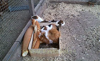 Ca n´Aleix y L'era de Cal Roger en Verdu (Lleida) - Foto 7