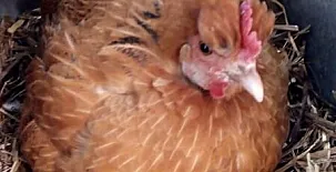 Ca n´Aleix y L'era de Cal Roger 009