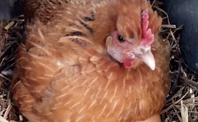 Ca n´Aleix y L'era de Cal Roger en Verdu (Lleida) - Foto 9