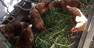 Ca n´Aleix y L'era de Cal Roger 0010