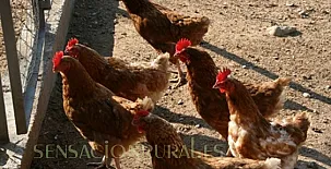 Can Fàbregas del Bosc 007