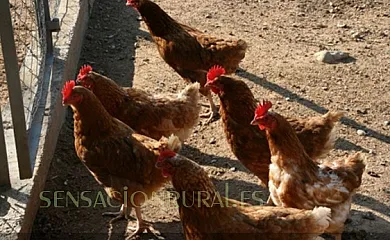 Can Fàbregas del Bosc en L´Ametlla del Vallès (Barcelona) - Foto 7