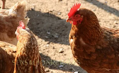 Can Fàbregas del Bosc en L´Ametlla del Vallès (Barcelona) - Foto 8