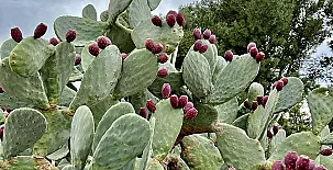 La Casa de Los Olmos 0012