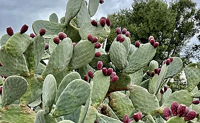 La Casa de Los Olmos en Lorca (Murcia) - Foto 12