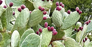 La Casa de Los Olmos 0039