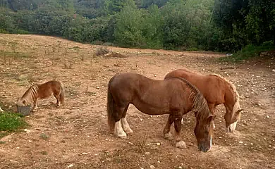 Alojamientos Can Pavet y La Cova en Pontons (Barcelona) - Foto 5