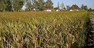 La Barraca de Salvador 0014