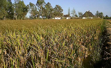 La Barraca de Salvador en Deltebre (Tarragona) - Foto 14