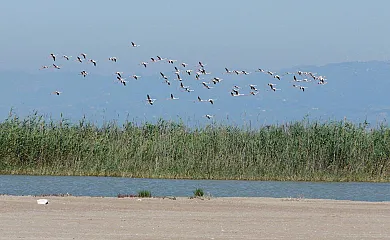 Isla de buda en Deltebre (Tarragona) - Foto 13