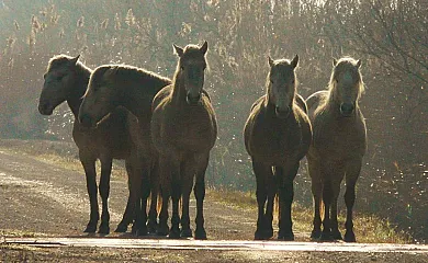 Isla de buda en Deltebre (Tarragona) - Foto 14