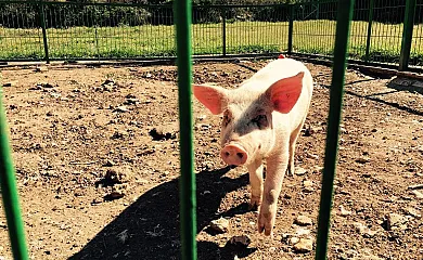 Apartamentos El Prado en Valbona (Teruel) - Foto 19