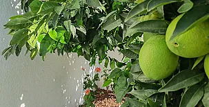 Casa Rural La Bandada y Casa Rural Teralba 0012