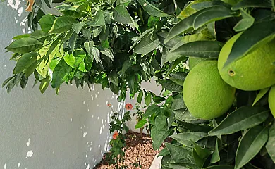 Casa Rural La Bandada y Casa Rural Teralba en Calzada de Oropesa (Toledo) - Foto 12