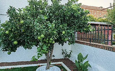 Casa Rural La Bandada y Casa Rural Teralba en Calzada de Oropesa (Toledo) - Foto 10