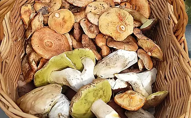 Casa rural Arroyo Molino en Valdemeca (Cuenca) - Foto 21