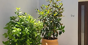 Finca La Caprichosa 0029