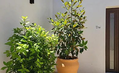 Finca La Caprichosa en Cortelazor (Huelva) - Foto 21