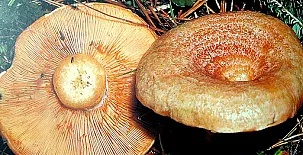 Apartamentos turísticos la Reserva 0028