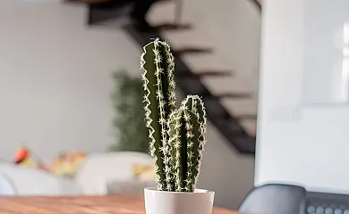 Casa Rural Ciudadeja en Las Navas de la Concepcion (Sevilla) - Foto 23