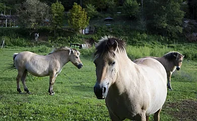 Can Solà , la Vall de Bianya. en Vall de Bianya (Girona) - Foto 13