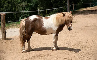Mas Romeu Turisme Rural en Arbucies (Girona) - Foto 20